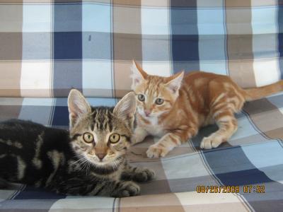 Прикрепленное изображение: IMG_0377.JPG